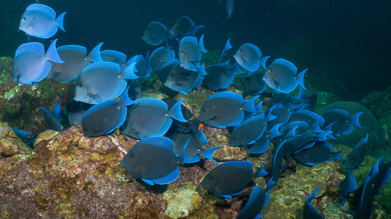 Blue tang fish swimming around the Flower Garden Banks National Marine Sanctuary reef