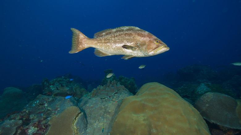 A grouper swimming above coral in the Flower Garden Banks National Marine Sanctuary