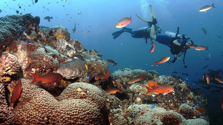 Diver surrounded by fish at the Flower Garden Banks National Marine Sanctuary