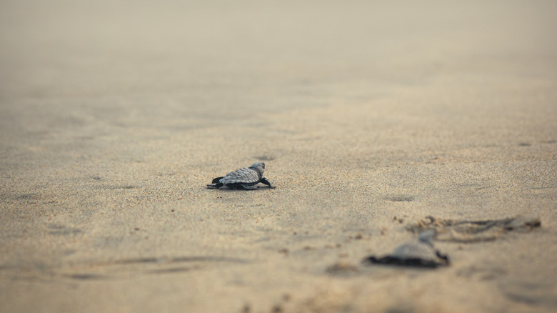 Baby turtle on sandy beach