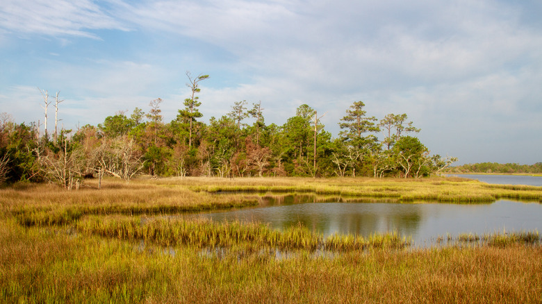 A tidal marsh in Croatan National Forest near Newport, North Carolina