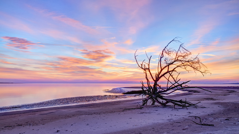 Sun rises behind a tree at Boneyard Beach on Big Talbot Island