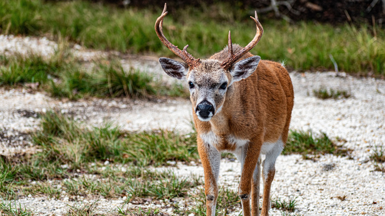 A white-tailed Key deer on Big Pine Key