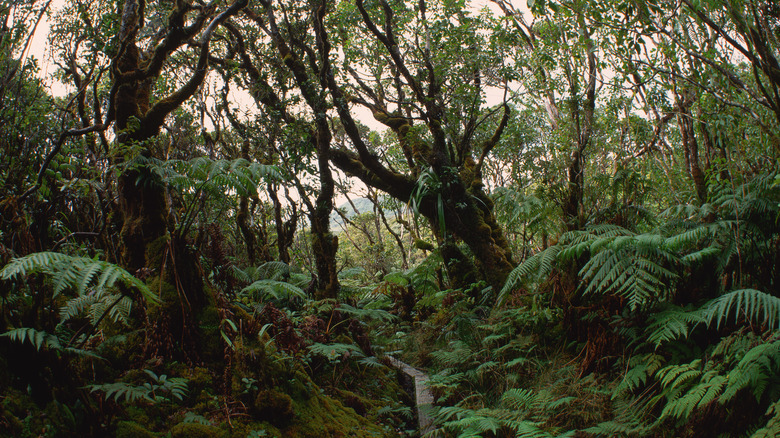 wild nature preserve molokai