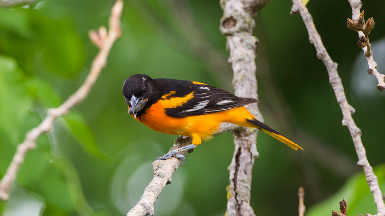 colorful bird in Newton Hills State Park
