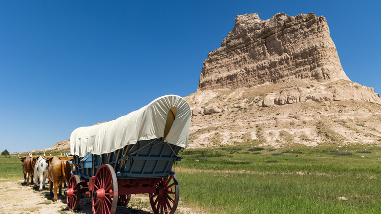 Covered wagon and cows display sits in front of Scotts Bluff rock formation blue sky
