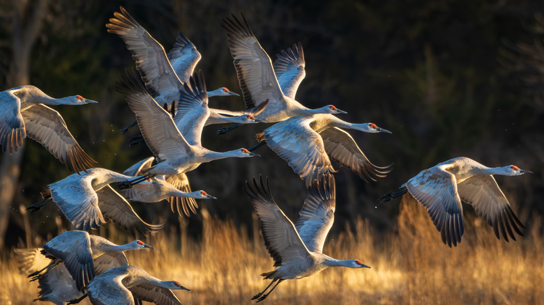 Migrating Sandhill cranes