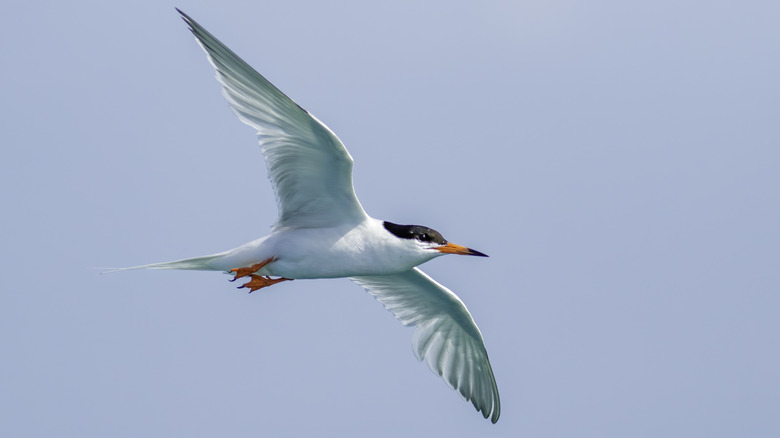 Roseate tern bird in flight