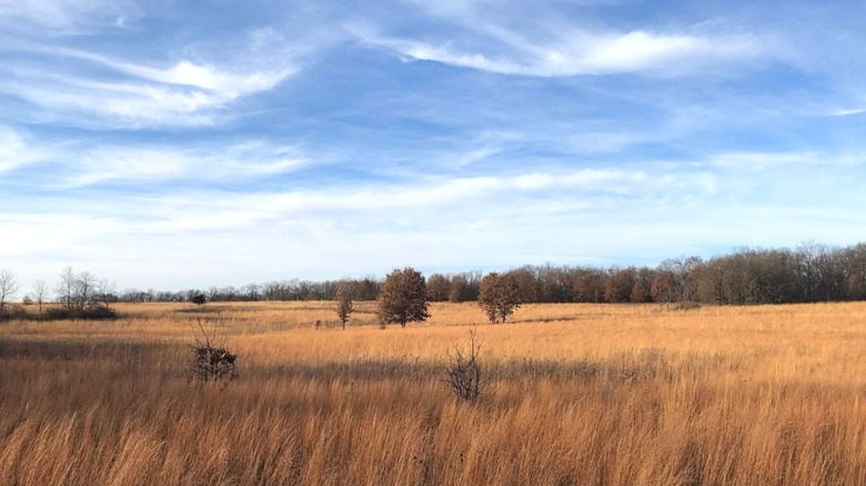 An open meadow filled with tall amber grasses surrounded by green forest.