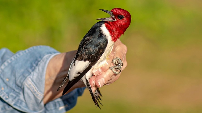 A volunteer gently holds a red-headed woodpecker at the Sand Bluff Bird Observatory near Rockford, Illinois.
