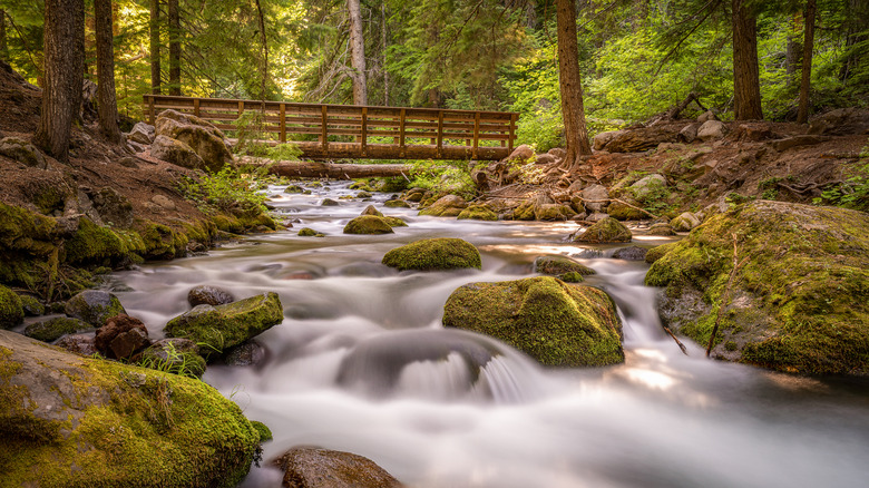 A bridge over flowing river on the hike to Tamanawas Falls