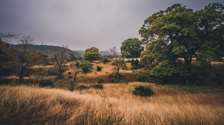 Grass-covered hills on a Vanderpool Texas ranch