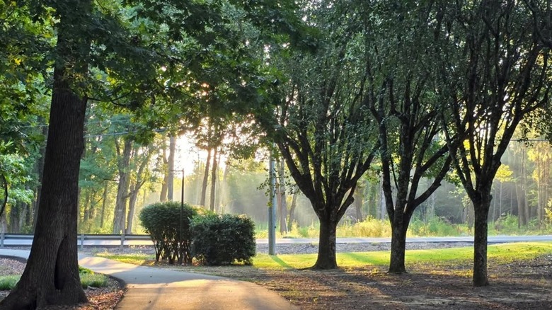 Park with trees in Arab, Alabama