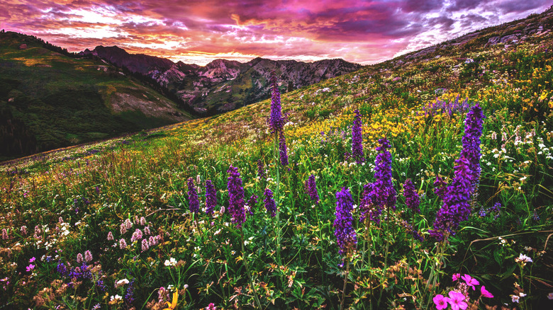 A mountain meadow in Utah, with a pink sunset and wildflowers.