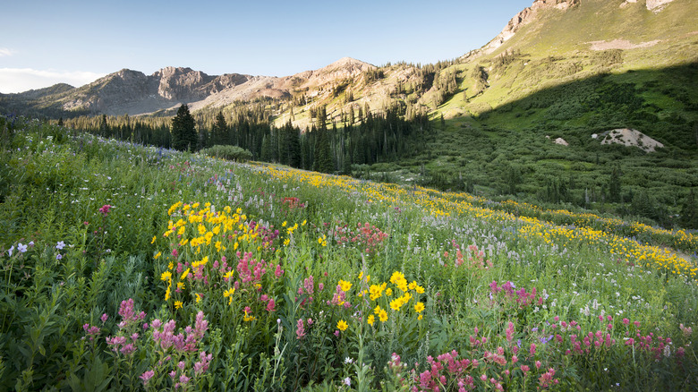 Wildflowers, trees, and mountains in Utah on a summer day.