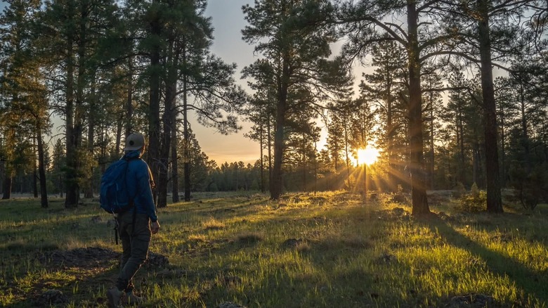 hiker in pine forest at sunset