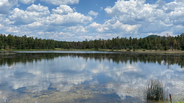 pine forest surrounding lake with sky reflection