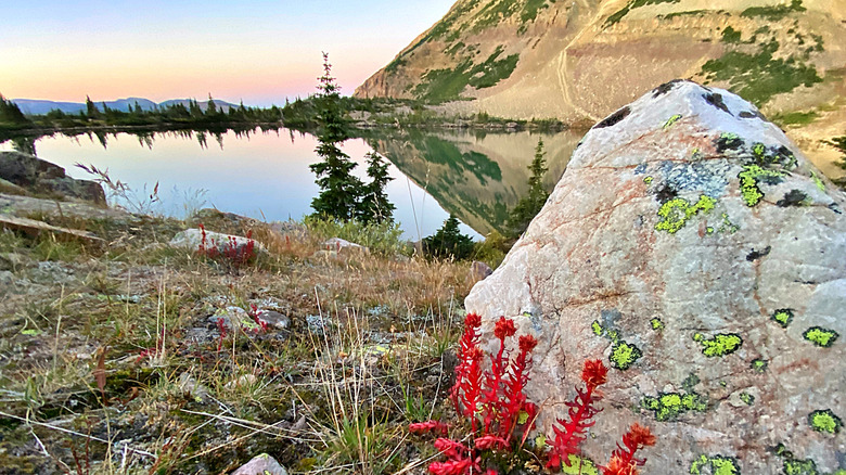 Colorful moss and wildflowers and an alpine lake on Utah's Uinta Highline Trail