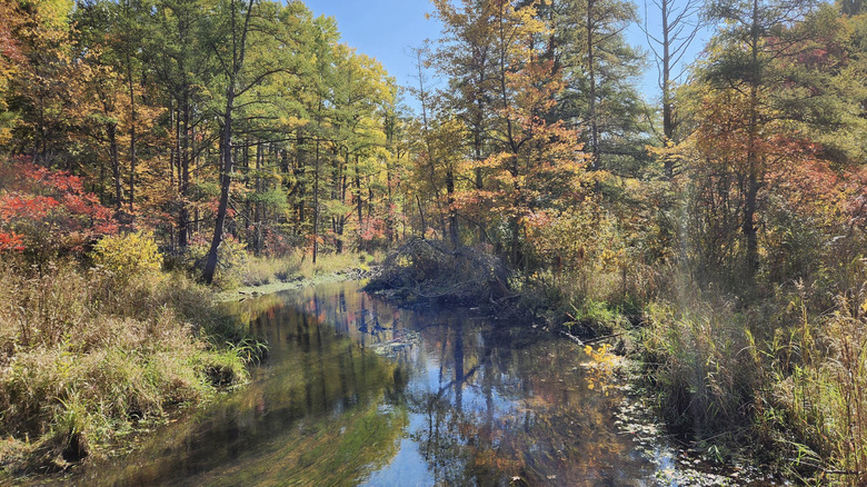 Fall foliage lining a creek on a bright day in Dr. T.K. Lawless Park in Cass County, Michigan