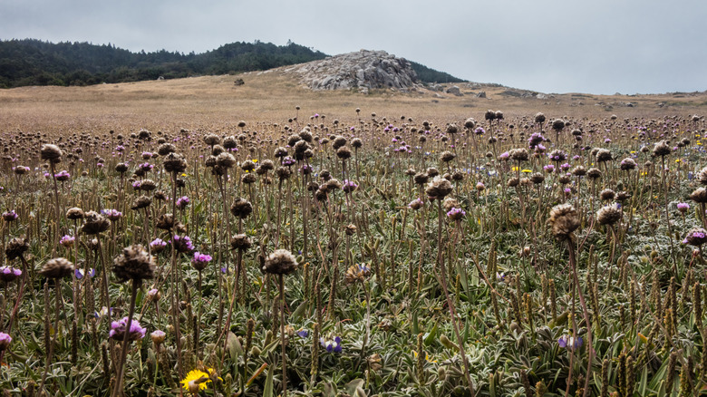Wildflowers growing in California's Sonoma County region