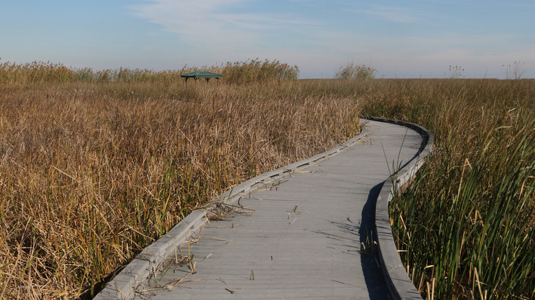 Boardwalk through Sabine National Wildlife Refuge