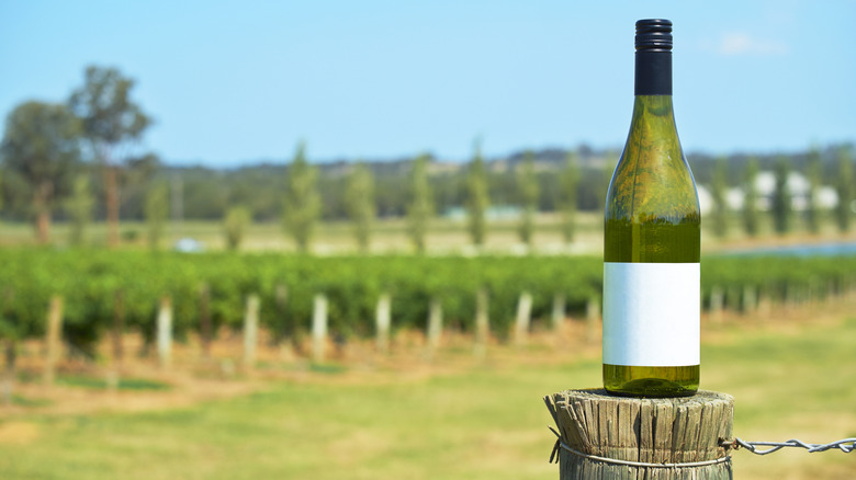 Wine bottle in a vineyard