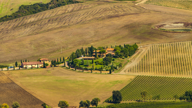 Farm fields and cypress trees in the countryside around Sarteano, Tuscany