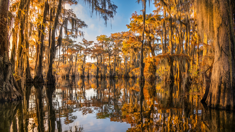Golden Louisiana bayou trees