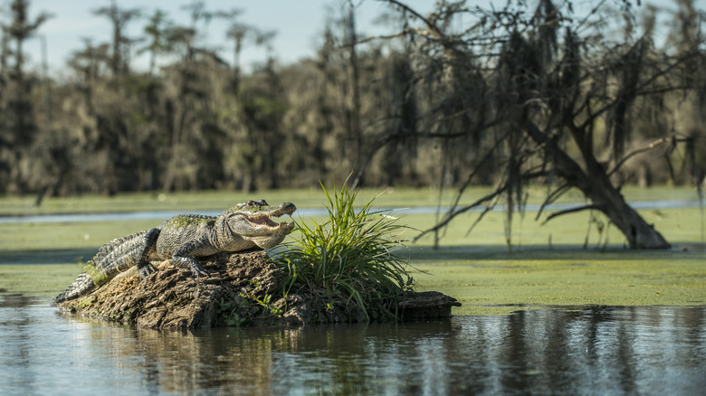Louisiana bayou with crocodile
