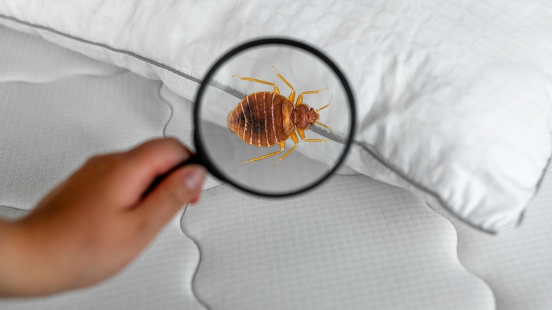 A magnifying glass revealing a bed bug over a mattress