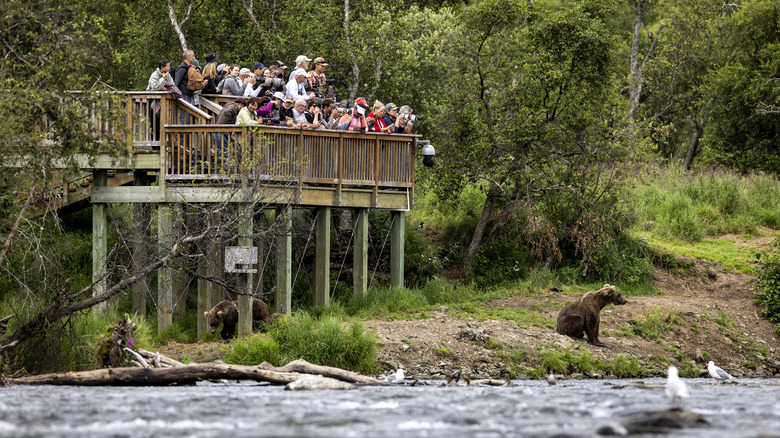katmail wildlife viewing platform bears