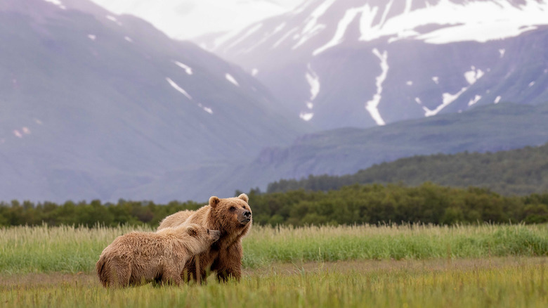 katmai bear and baby mountains