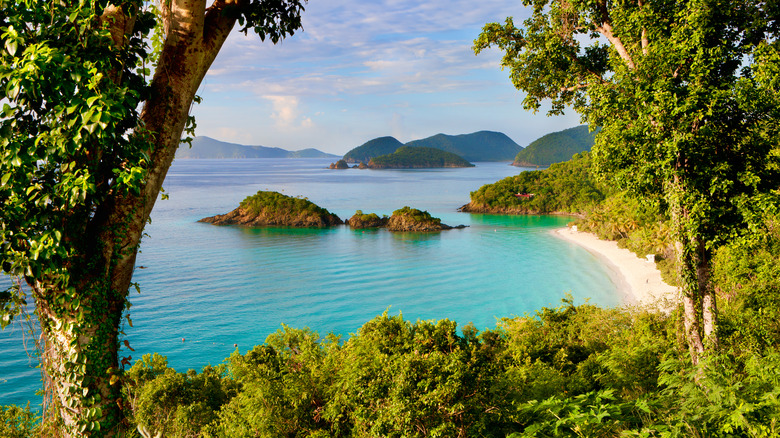 Pristine beach through trees