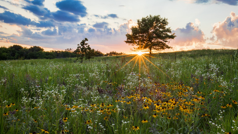 The prairie surrounding Elgin with the sun in the background