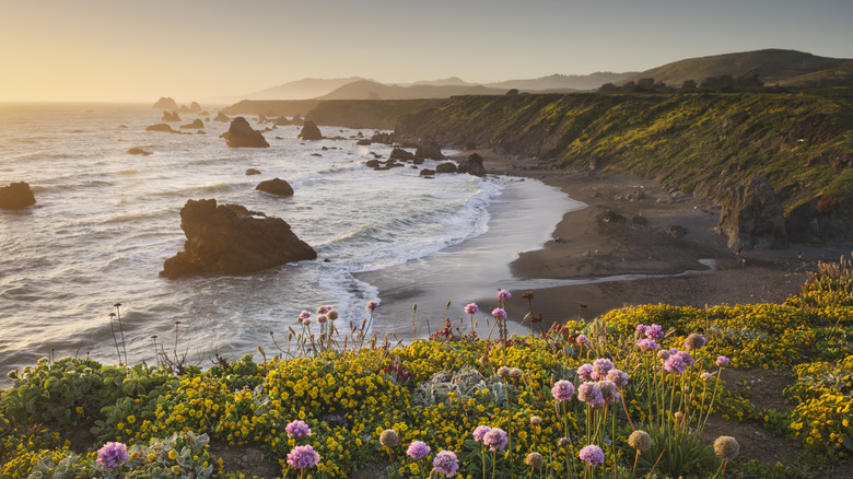 Coastal landscape at sunset with pink and yellow wildflowers and rocky shoreline in Sonoma, California