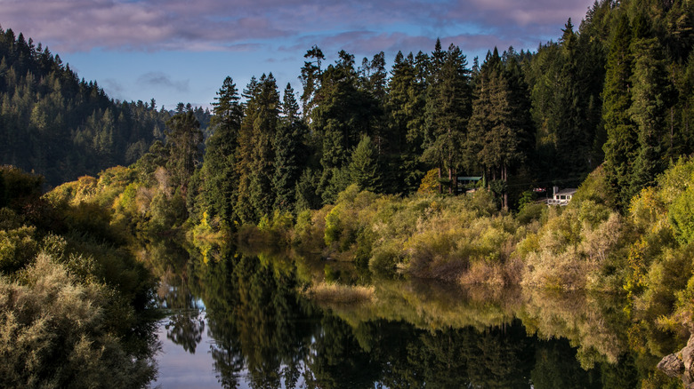 River with lush redwoods and bushes reflected in the water, Sonoma, CA