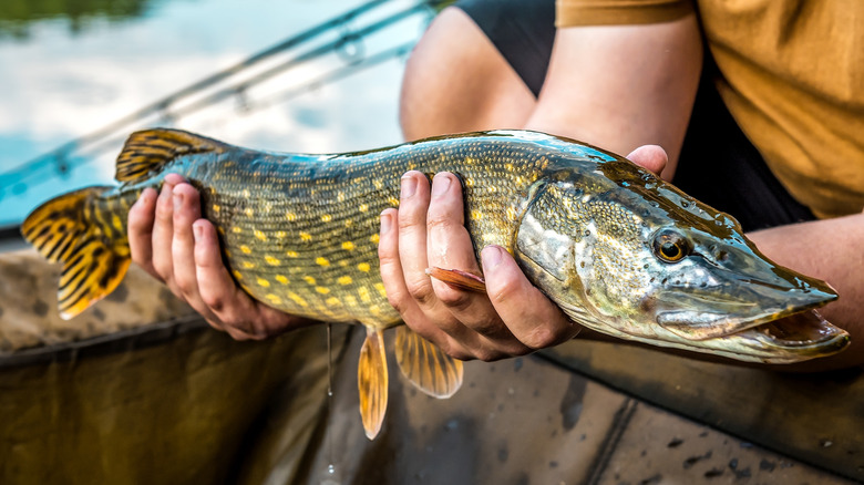 angler holding northern pike