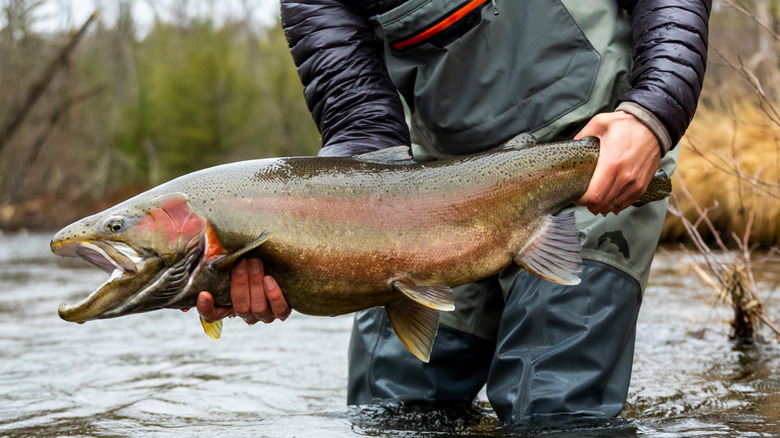 A man holds a massive Skamania steelhead in a Midwestern river