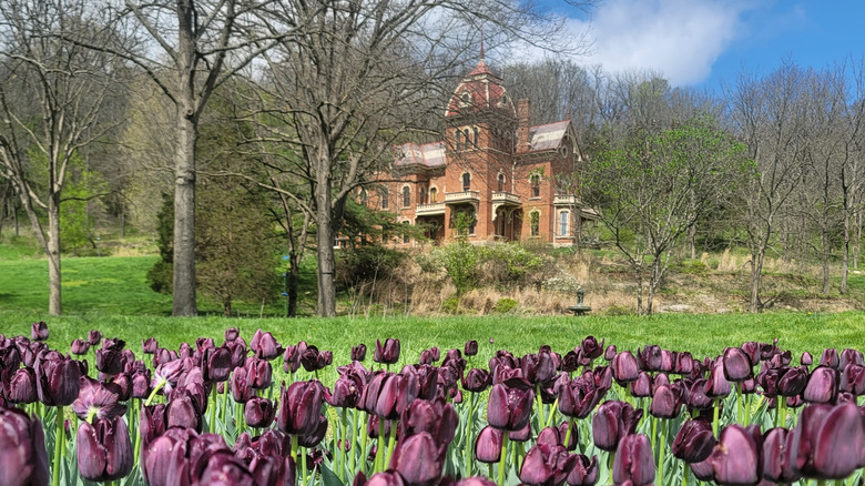 Black tulip fields at the historic Schenck Mansion in Vevay, Indiana