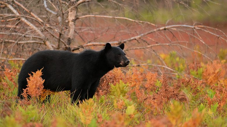 Outdoor image of an adult black bear walking through a meadow filled with autumn foliage in Canada.