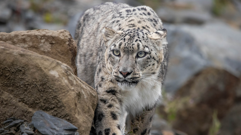 A snow leopard stalks on some rocks