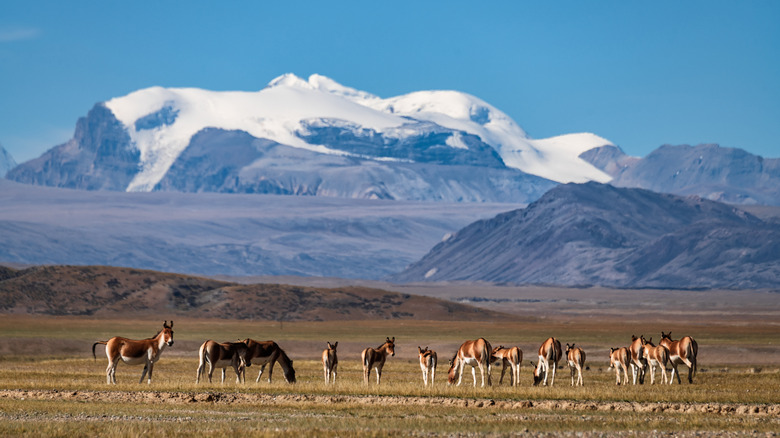 A group of Tibetan wild ass graze in front of a glacier-topped mountain on the Tibetan Plateau in China