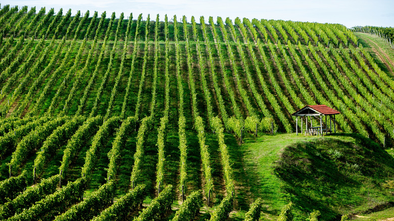 Lush vineyard with rolling terraces in the Republic of Moldova