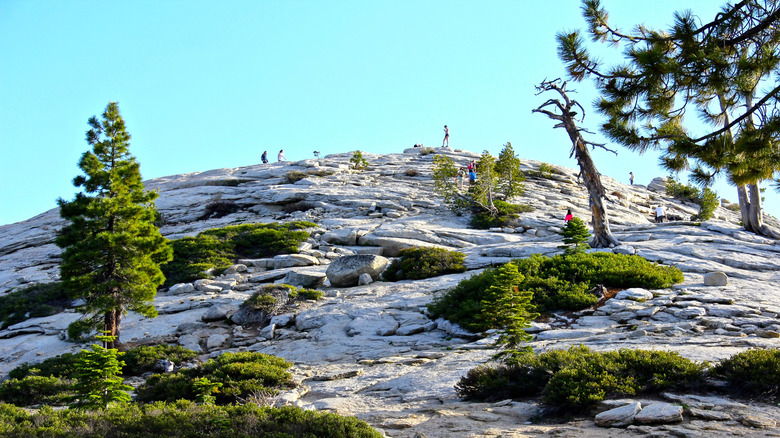 the granite top of Sentinel Dome with sporadic trees and hikers in Yosemite National Park
