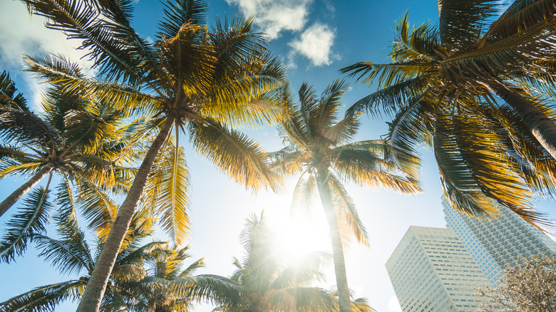 Palmtrees float under Brickell skyscrapers in Miami, with the hot sun seeping through