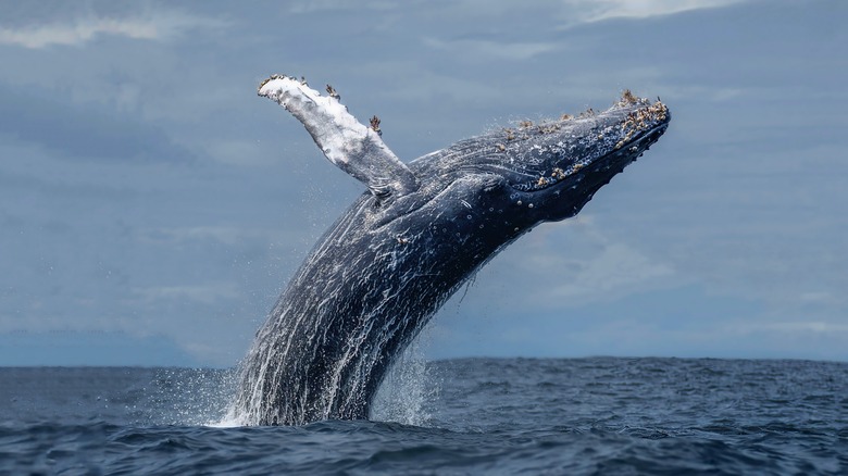 Humpback whale breaching in ocean