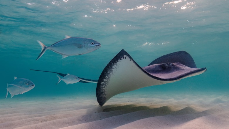 three silver fish and a ray seafloor