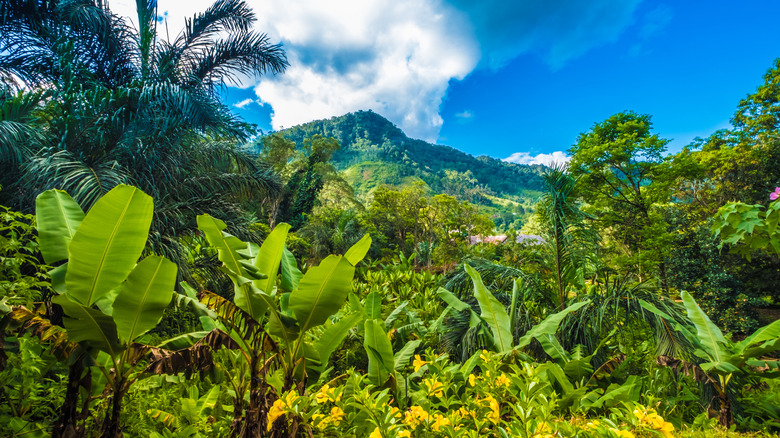 Ring-tailed lemurs on a rock in Anja Community Reserve, Madagascar