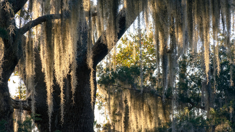 Spanish moss hanging from an oak tree on Jekyll Island, Georgia