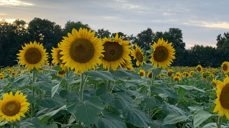 Sunflowers in bloom during dusk in Kansas